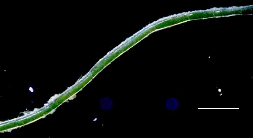 ジュズモ　（cf. Chaetomorpha sp.）の画像
