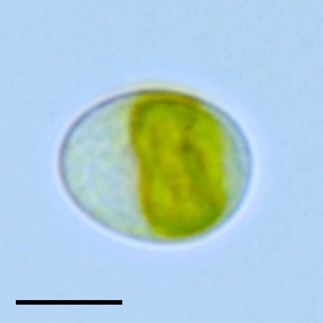 レボウクシア藻類の画像
