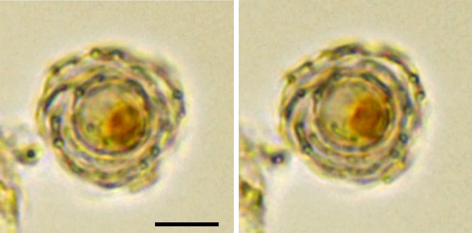 円石藻類 エミリアニア （Emiliania huxleyi）の画像