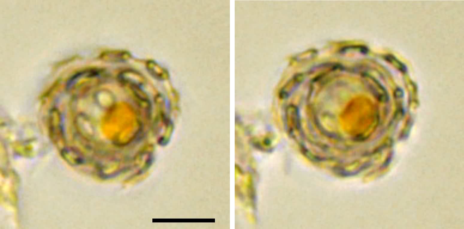 円石藻類 エミリアニア （Emiliania huxleyi）の画像