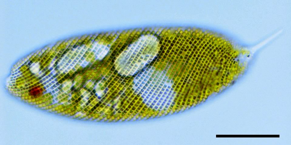 ぺリクル（Euglena spirogyra）