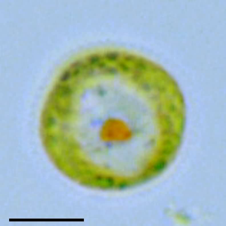 メソスティグマ（Mesostigma sp.）の画像