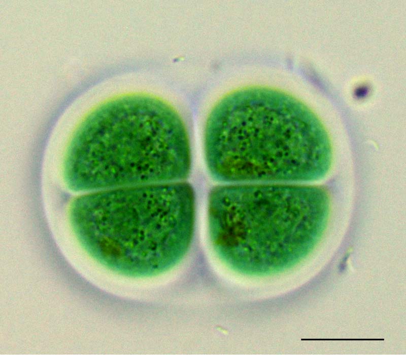 クロオコックス（Chroococcus sp.） の画像