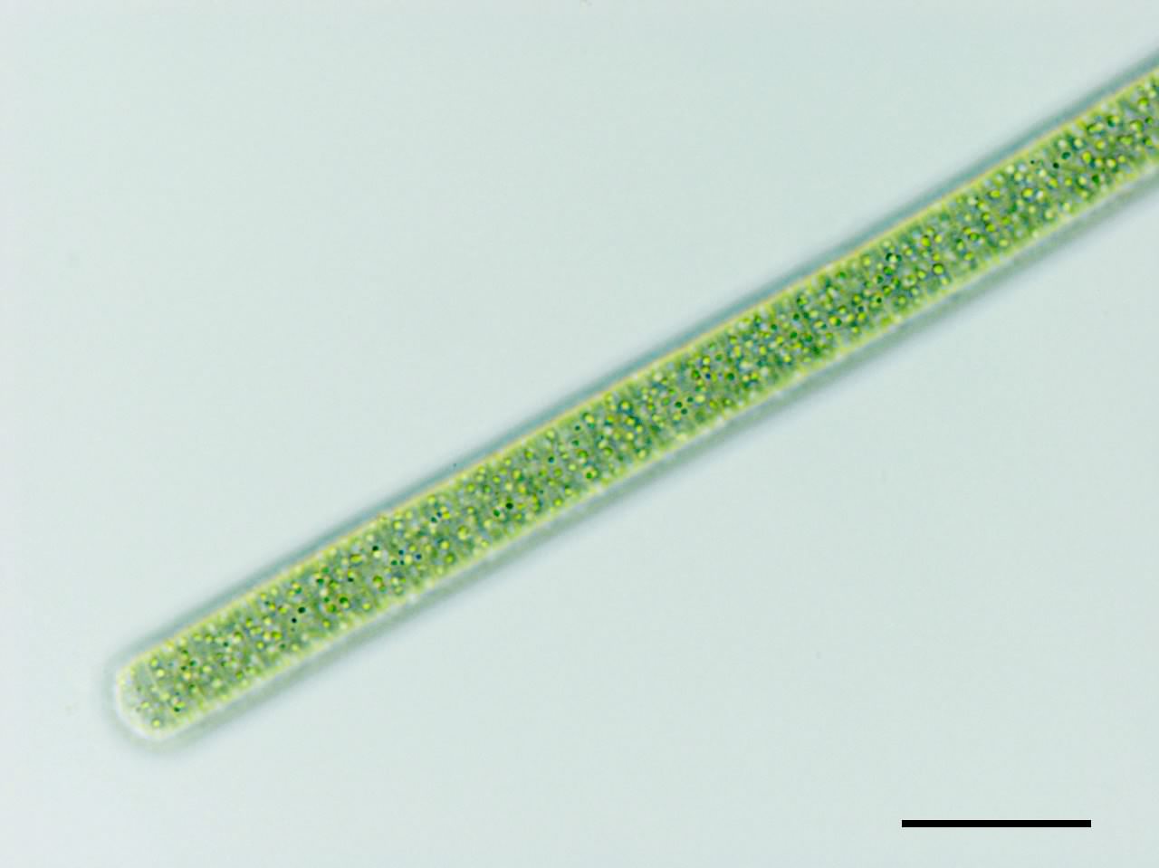 ユレモ（Oscillataria sp.） の画像