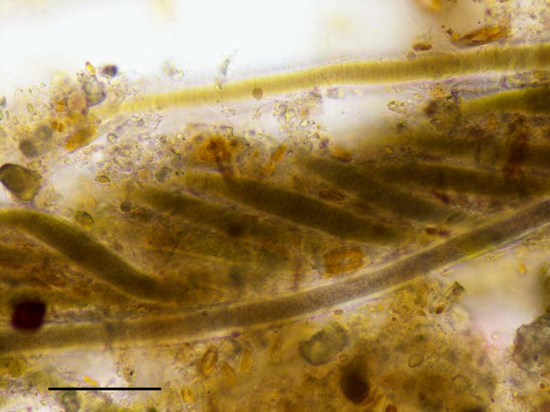 トリコデスミウム？(cf. Trichodesmium sp.） の画像