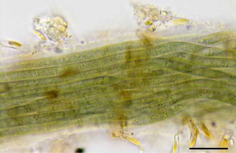 ミクロコレウス(Microcoleus属)の画像