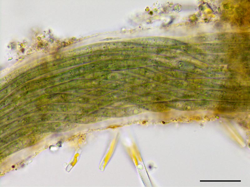 ミクロコレウス(Microcoleus属)の画像