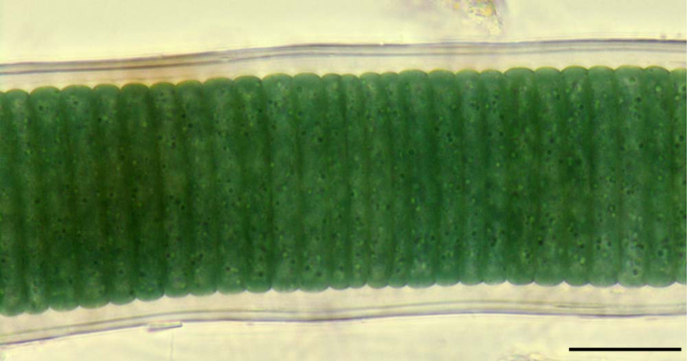 ノドゥラリア (Nodularia sp.） の画像