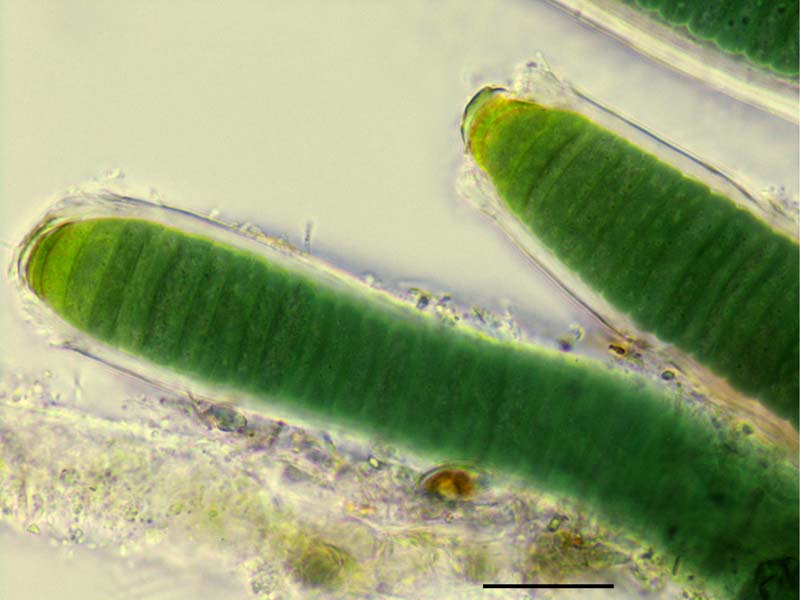 ノドゥラリア (Nodularia sp.） の画像