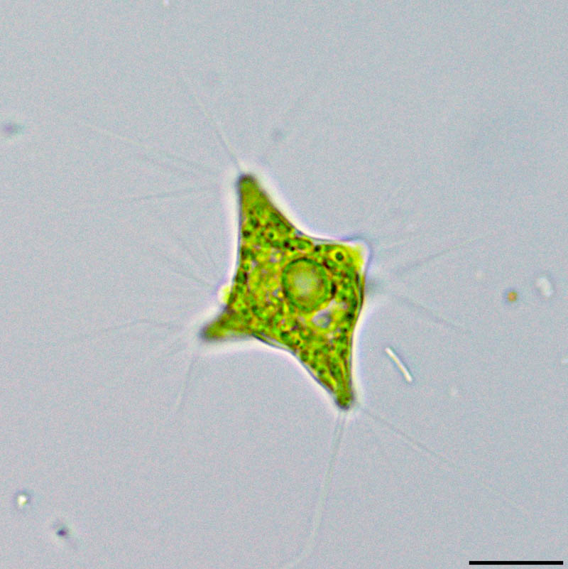 ポリエドリオプシス（Polyedriopsis）の画像