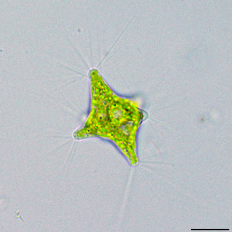 ポリエドリオプシス（Polyedriopsis）の画像