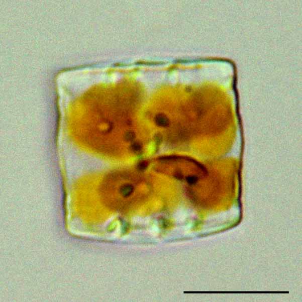 ディアトマ（Diatoma mesodon）の画像