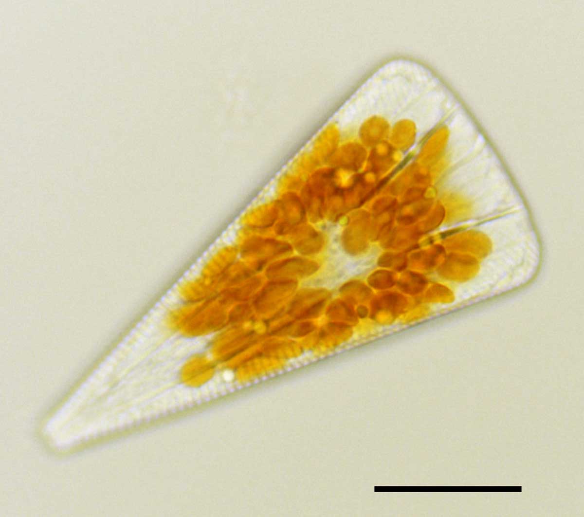 リコモフォラ（Licmophora sp.)の画像