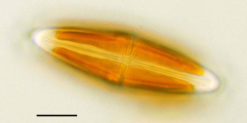 パルリベリス（Parlibellus sp.）の画像