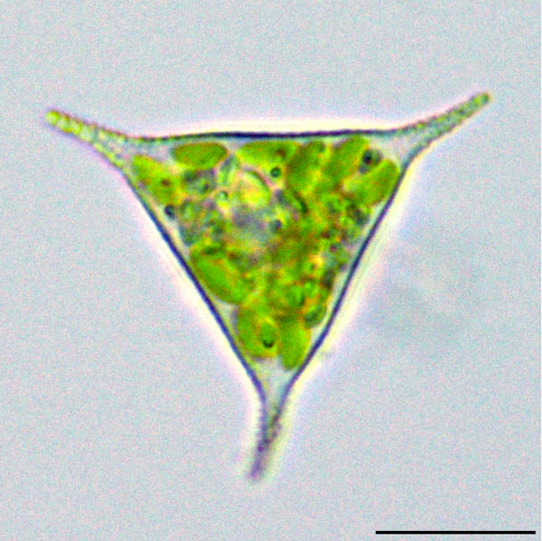 テトラエドリエラ （cf. Tetraedriella sp.）の画像