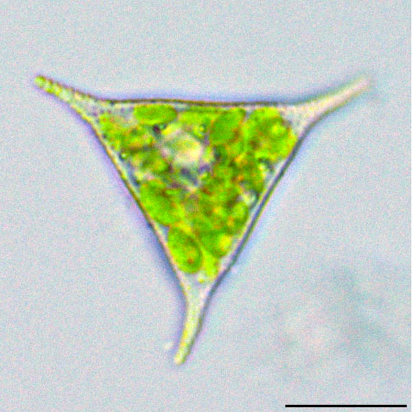 テトラエドリエラ （cf. Tetraedriella sp.）の画像