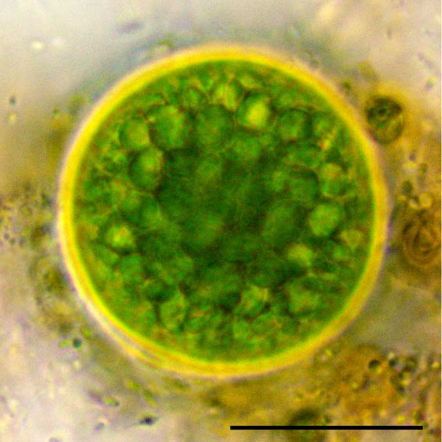 ボトリディオプシス （Botrydiopsis sp.）の画像