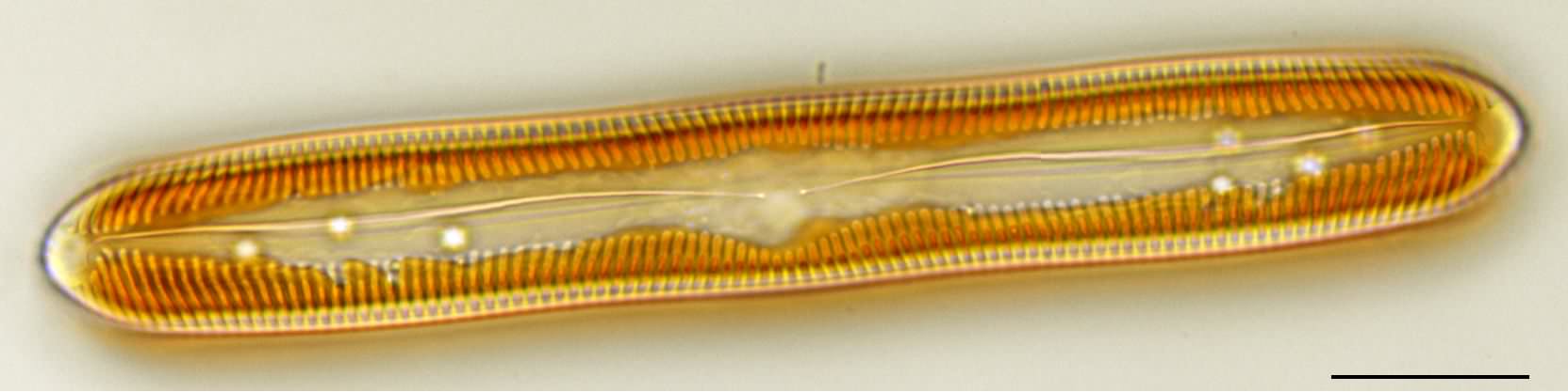 ハネケイソウ（Pinnularia）の画像
