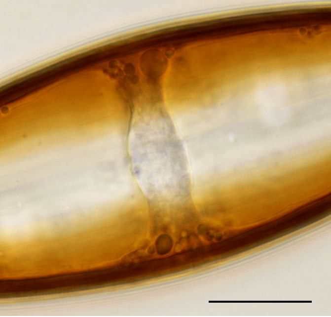 クラチクラ（Craticula）の画像
