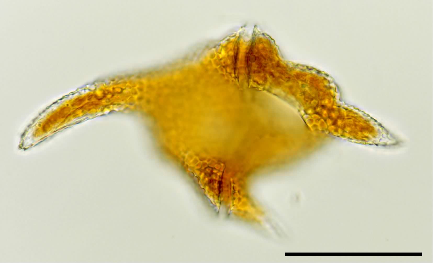 ヌマツノオビムシ （Ceratium cornutum）の画像