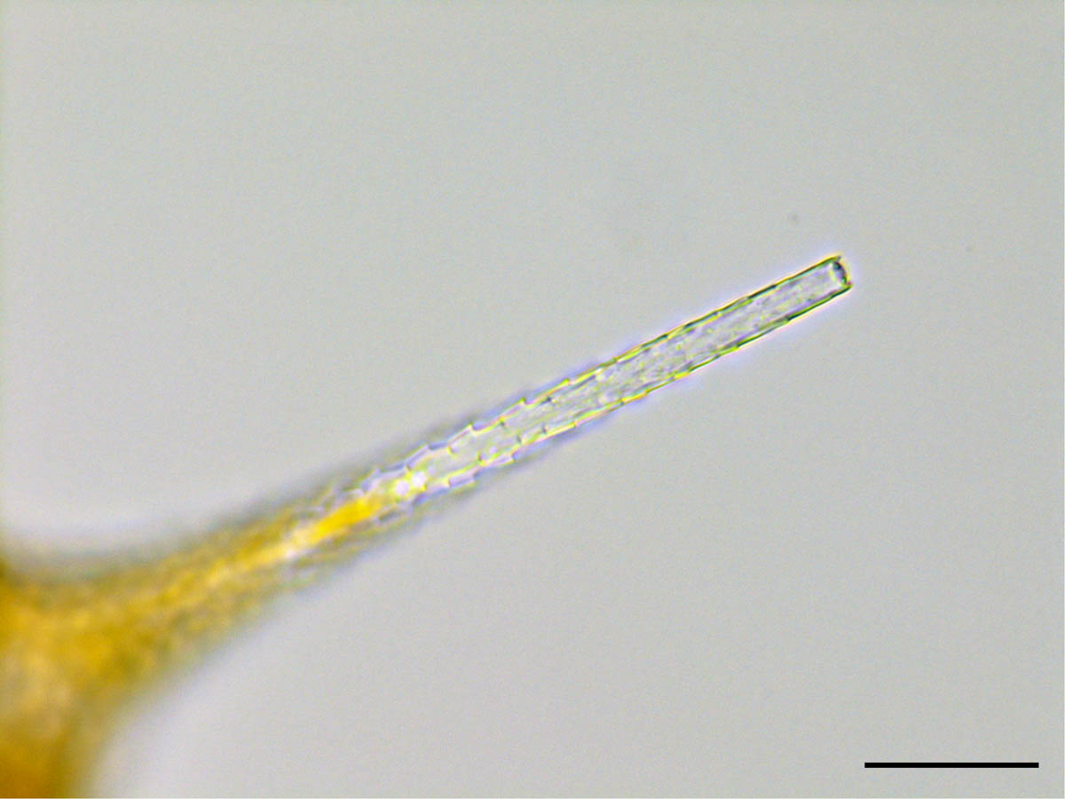 イケツノツノオビムシ（Ceratium hirundinella）の画像