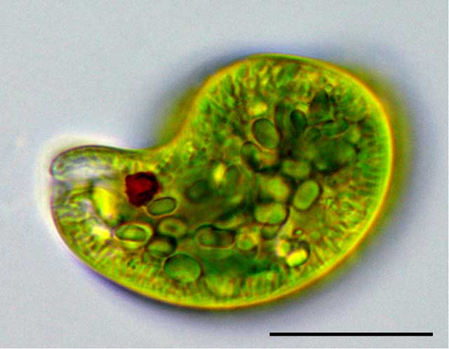 ユーグレナ（ Euglena sp.）の画像