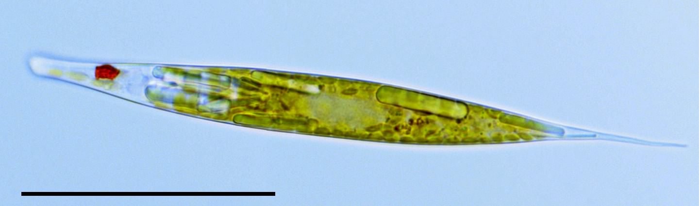 ユーグレナ（ Euglena sp.）の画像