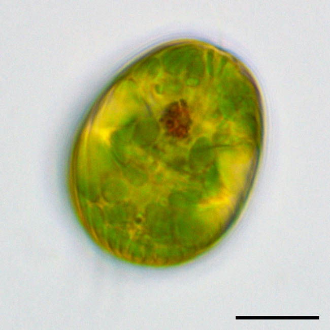 ニセウチワヒゲムシ（Lepocinclis sp.）の画像