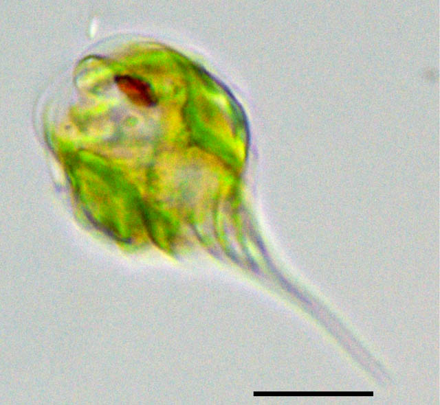 モノモルフィナ（Monomorphina sp.）の画像