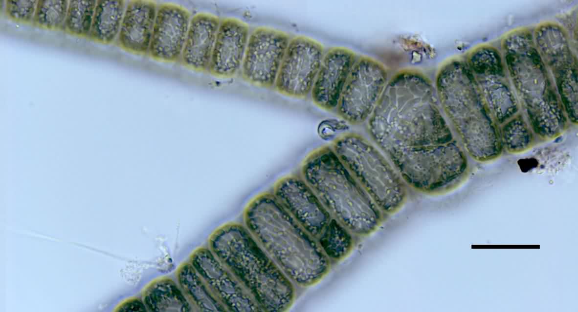 淡水生紅藻　オオイシソウの断片の画像