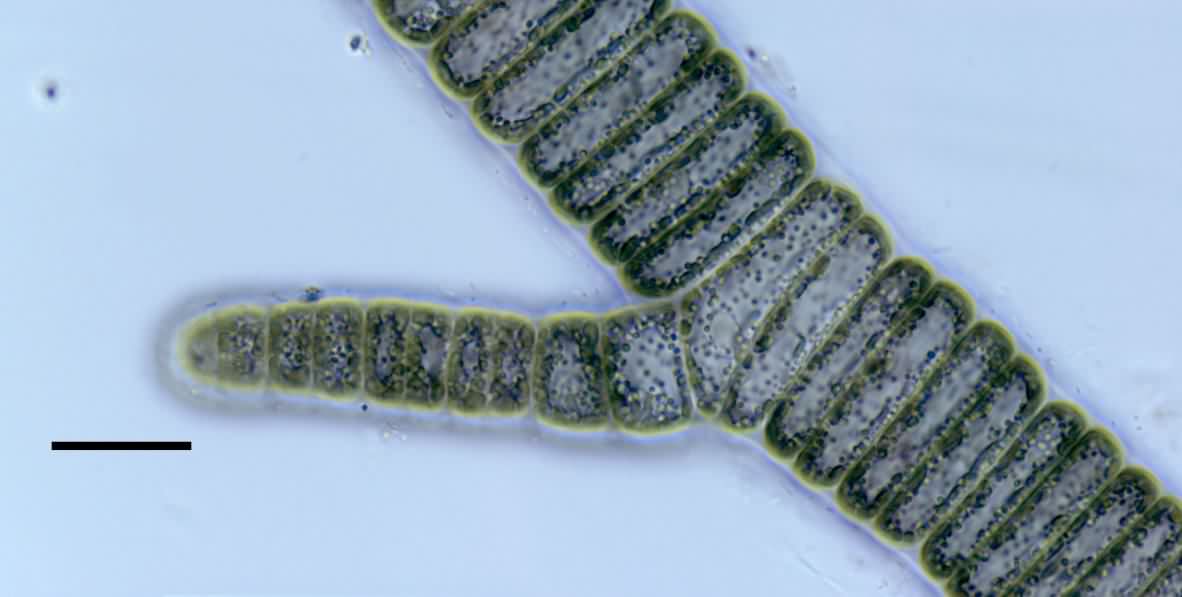 淡水生紅藻　オオイシソウの断片の画像