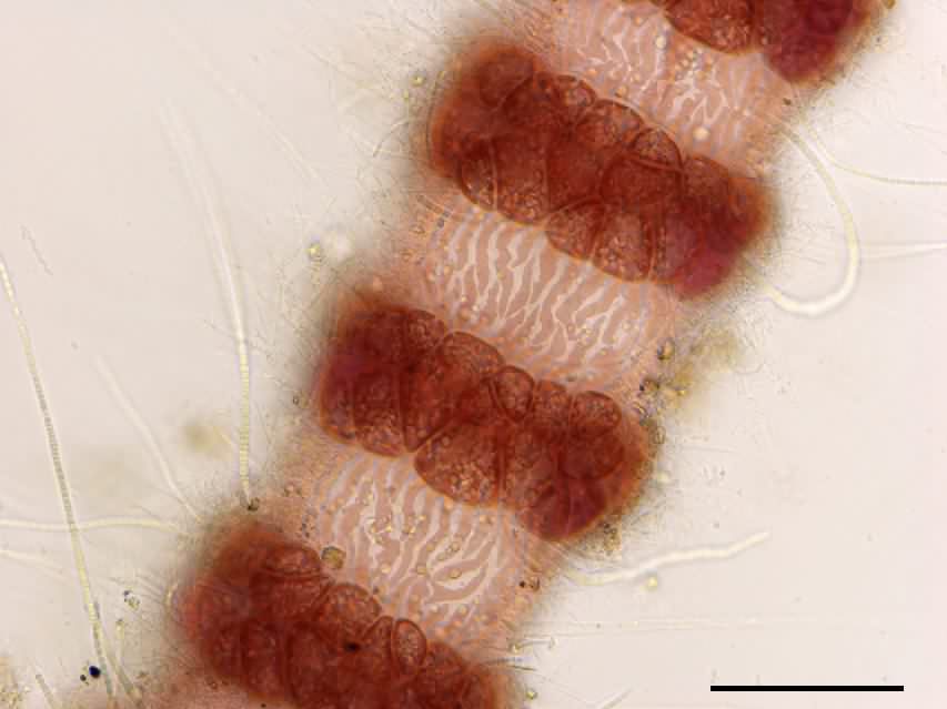 イギス （Ceramium sp.）の画像