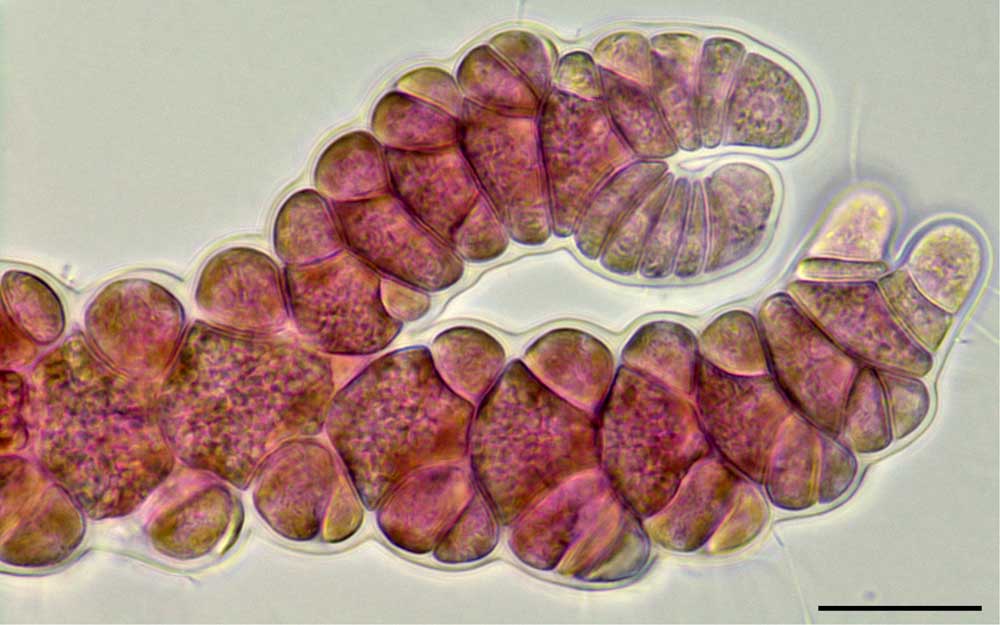 イギス （Ceramium sp.）の画像