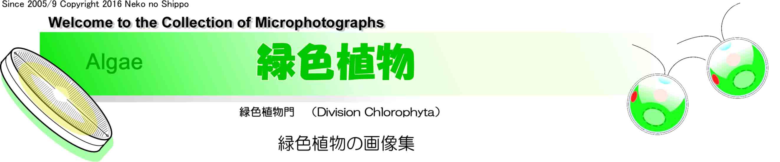 緑色植物門 Chlorophyta の画像集