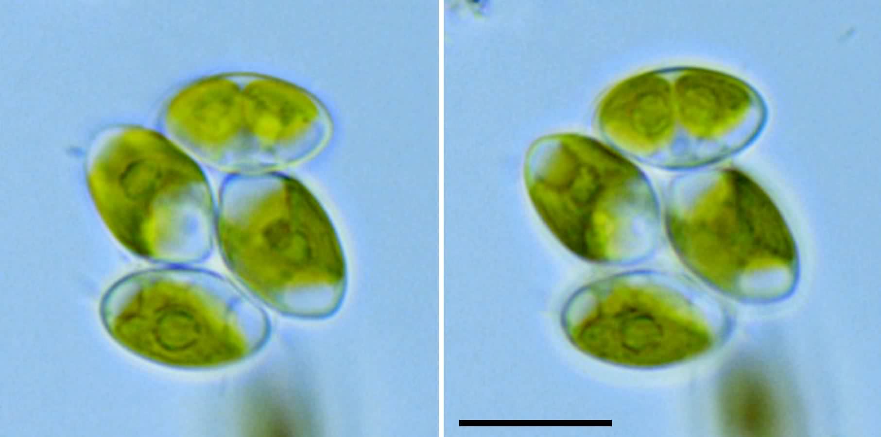 テトラクロレラ（Tetrachlorella sp.）の画像
