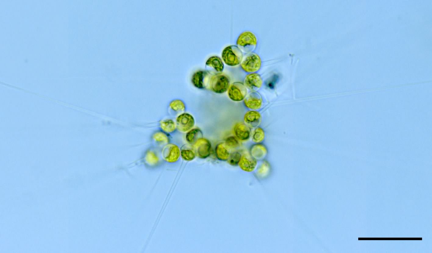 エレレラ （Errerella sp.）の画像