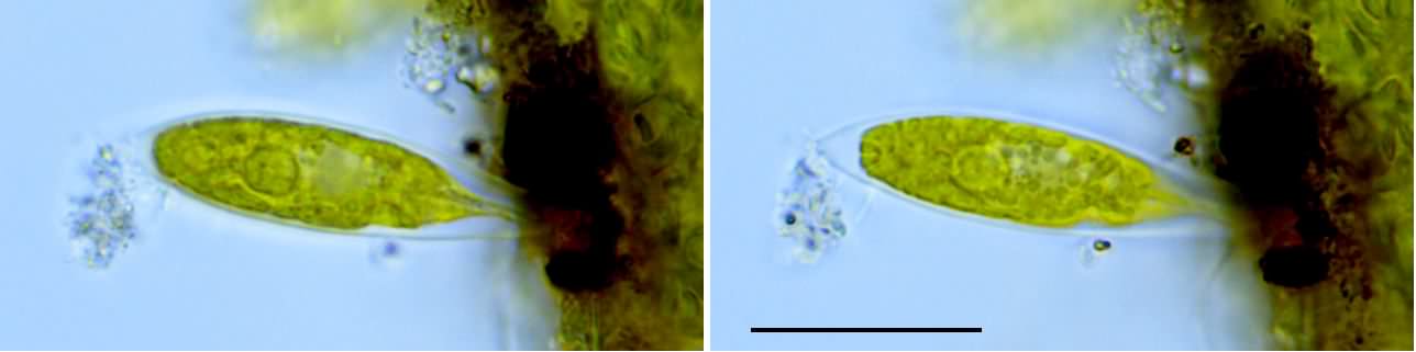 カラシウム （Characium sp.）の画像