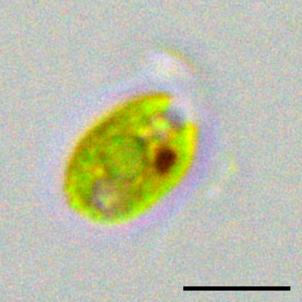 クラミドモナス （Chlamydomonas sp.） の画像