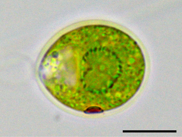 クラミドモナス （Chlamydomonas sp.） の画像