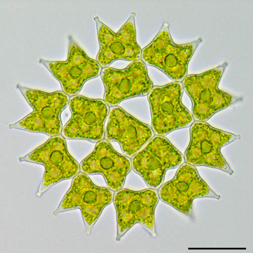 フタヅノクンショウモ（Pediastrum duplex）の画像