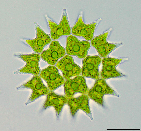 フタヅノクンショウモ（Pediastrum duplex）の画像