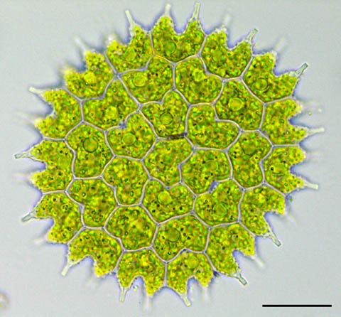 サメハダクンショウモ （Pediastrum boryanum）の画像