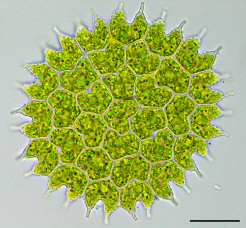 サメハダクンショウモ （Pediastrum boryanum）の画像