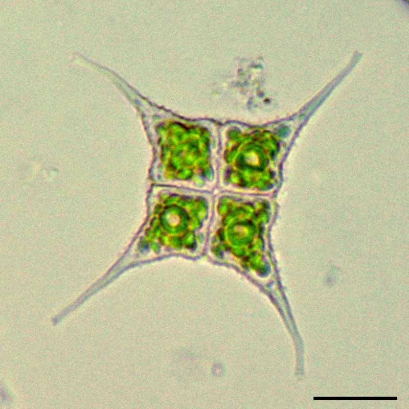ヒトヅノクンショウモ （Pediastrum simplex var. echinulatum）の画像