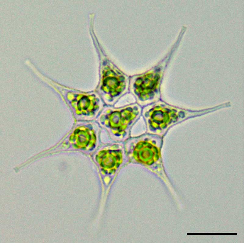 ヒトヅノクンショウモ （Pediastrum simplex）の画像