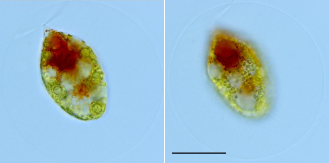 ヘマトコックス （Haematococcus sp.） の画像