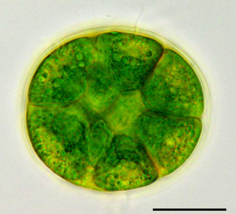 パンドリナ （Pandorina sp.）の画像
