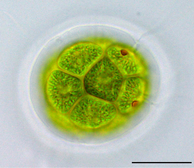 パンドリナ （Pandorina sp.）の画像