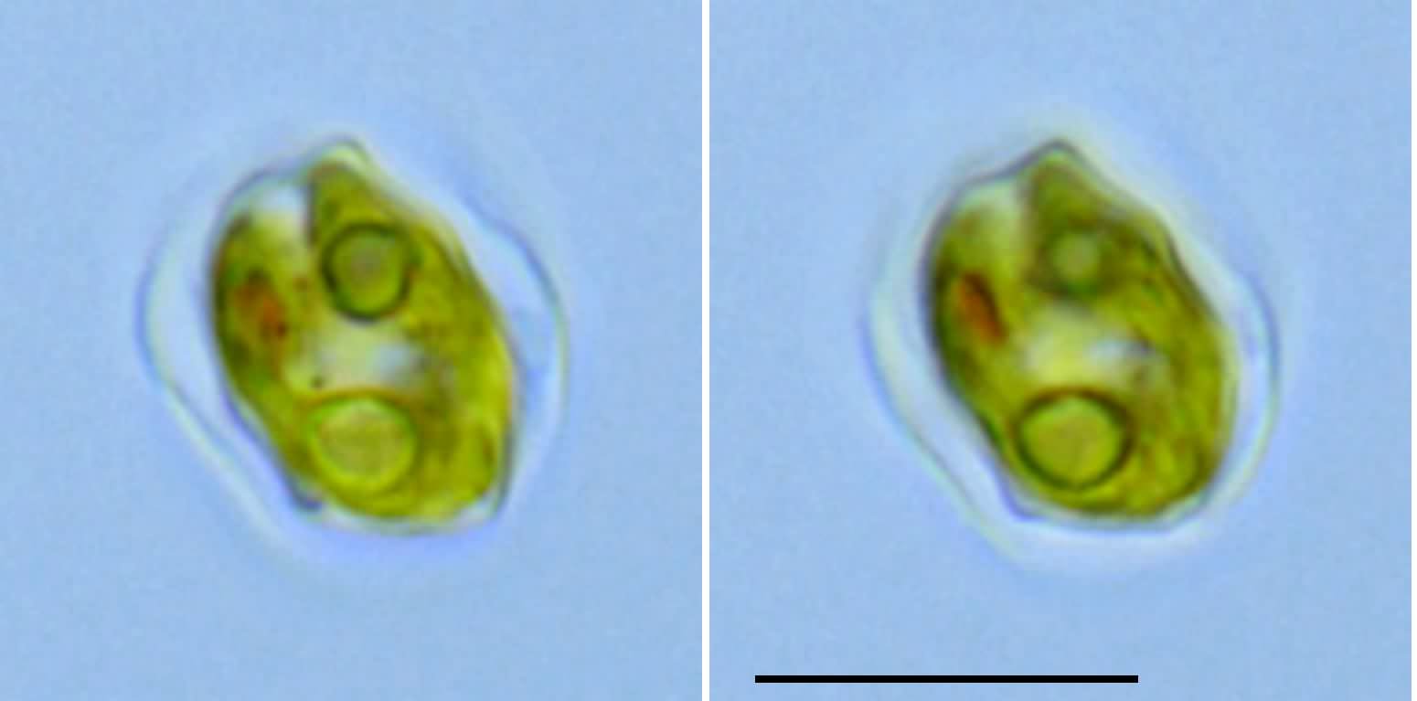 プテロモナス （Pteromonas sp.）の画像