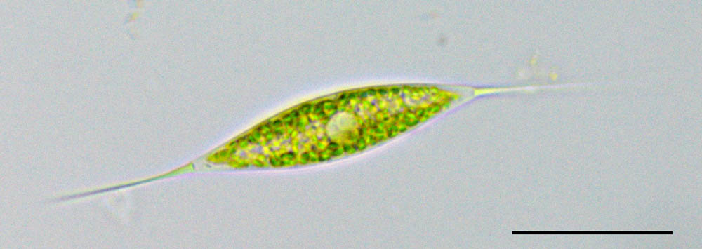 シュロエデリア （Schroederia sp.）の画像